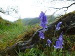 FZ014868 Common Bluebells.jpg